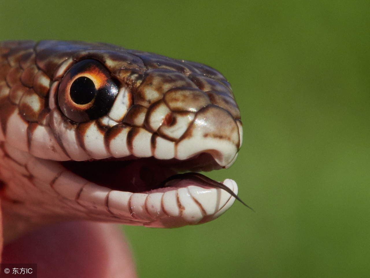 大金蛇的婚姻怎么样,大金蛇的最佳婚姻