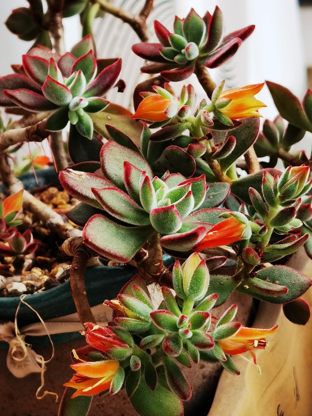 锦晃星茎部长芽,锦晃星两个头需要掐掉一个吗