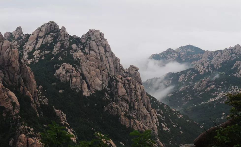 崂山胡孝林茶叶,崂山茶绿茶都有哪几种