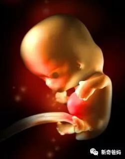 孕期周刊第93周,孕育周刊