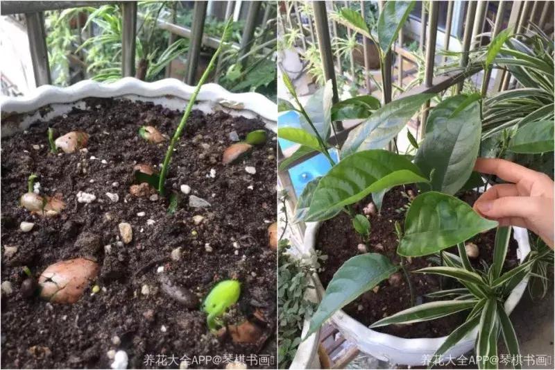 水果核丢花盆发芽了,水果籽呛到肺里去发芽了