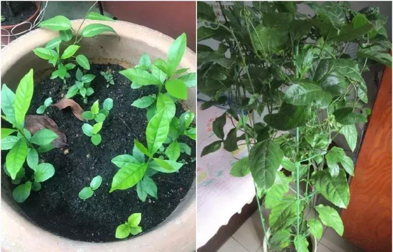 水果核丢花盆发芽了,水果籽呛到肺里去发芽了