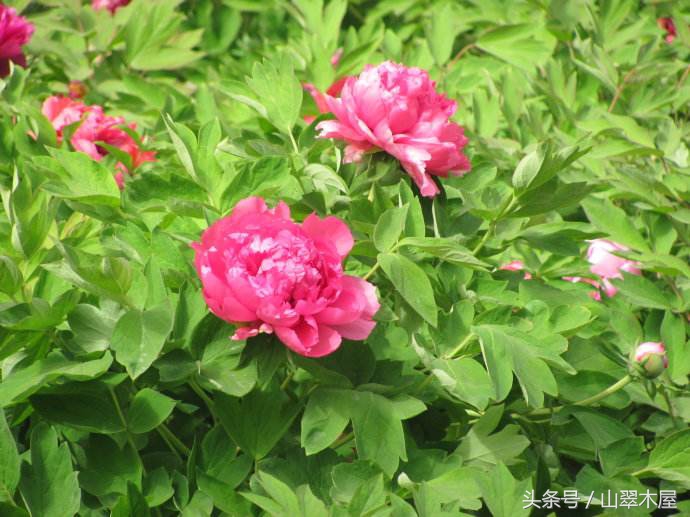 千年帝都洛阳聚华夏之魂,千年古都洛阳