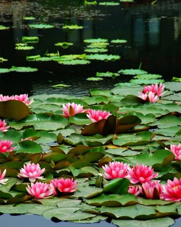 什么花可以在水里养,什么花能在水里养