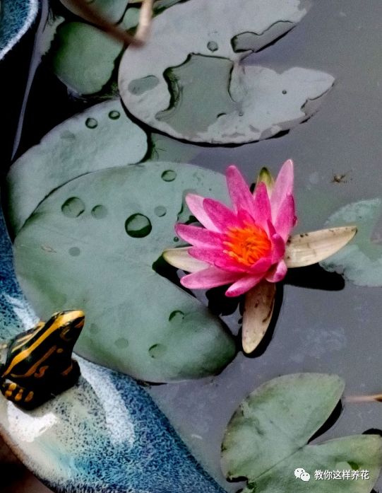 放水里能长期存活的花,适合懒人在水里养的花