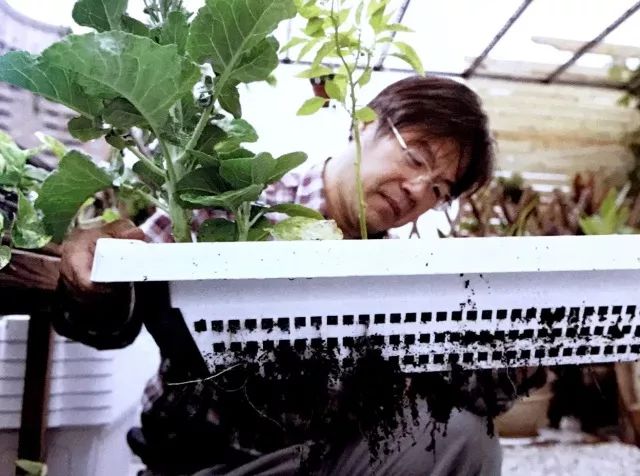 自己制作生物堆肥教程,园艺半干半湿废弃物堆肥发酵