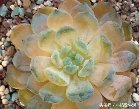 多肉叶片化水了怎么补救,多肉叶片化水了怎么处理