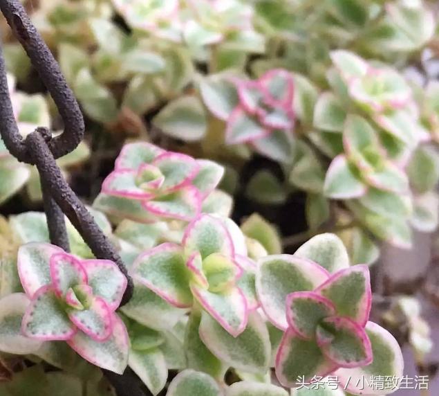 多肉叶片化水了怎么补救,多肉叶片化水了怎么处理