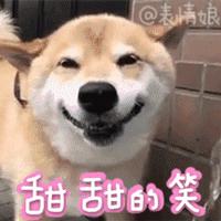 出远门再也不用担心“毛孩子”啦！在常州机场，宠物们也能坐飞机了~