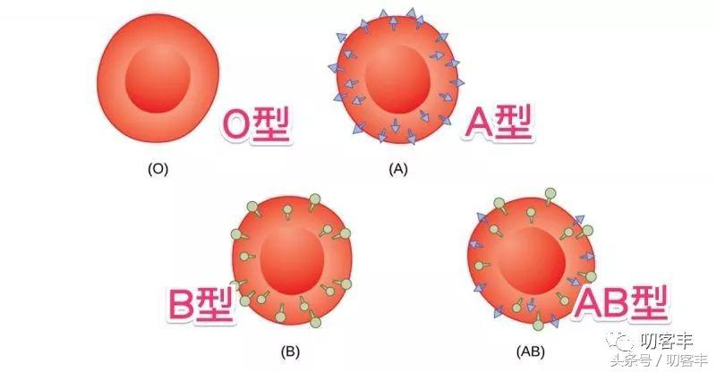 孩子长大后血型会变吗?