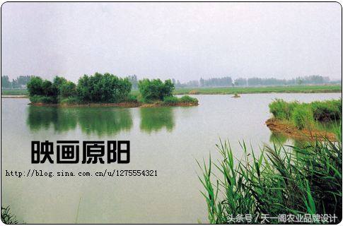 中国第一米原产地原阳大米,中国好大米品牌