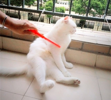 涓讳汉缁欑尗鍜寜鎽╀华,涓讳汉缁欑尗鍜嬁宸ュ叿