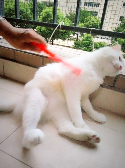 涓讳汉缁欑尗鍜寜鎽╀华,涓讳汉缁欑尗鍜嬁宸ュ叿