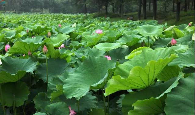 上海有哪些公园可以赏花,上海现在有哪些公园可观赏到荷花