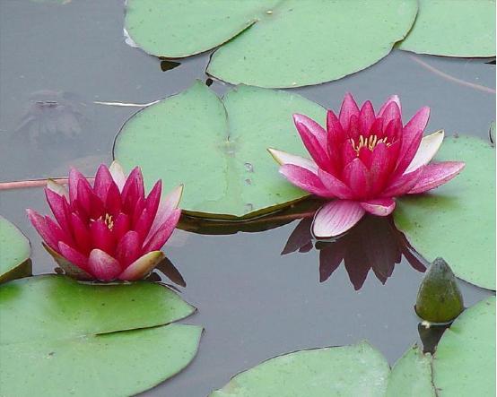 睡莲养在水缸里防蚊,阳台睡莲如何防蚊