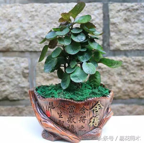 福禄桐南洋森简介,福禄桐树风水