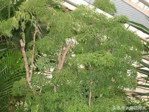 福禄桐绿植花卉,福禄桐防烂根