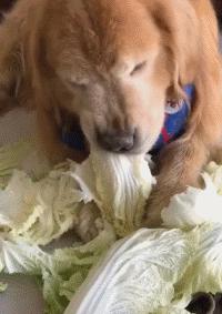 狗狗吃东西中毒症状,狗狗吃东西中毒要多久