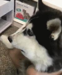 狗狗吃东西中毒症状,狗狗吃东西中毒要多久