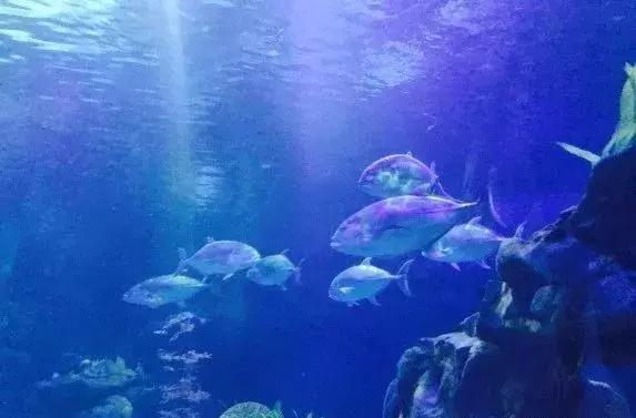 西安南郊室内大型游乐场儿童乐园,西安玩的娱乐项目