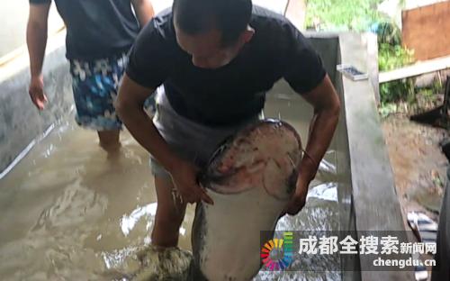 三岔湖版大鱼海棠1.56米大鲶鱼三人合力逮住，今日放归