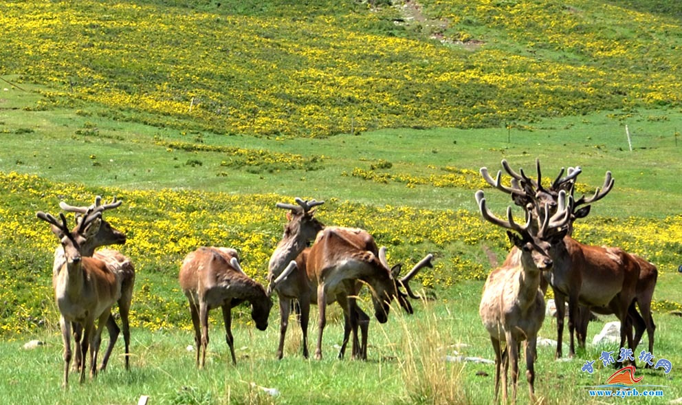 肃南马鹿鹿茸农产品,肃南土特产鹿茸