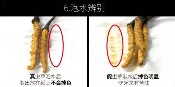 冬虫夏草补肾,冬虫夏草补肾益肺功效