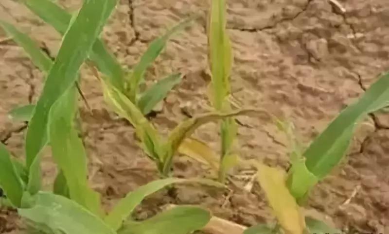 大雨后玉米烂种怎么办,暴雨玉米被淹全过程