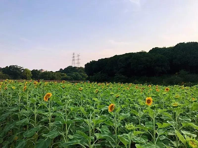 浙江一片夏季花海，带你在炎炎夏日赏花、美拍尽享自然清凉~