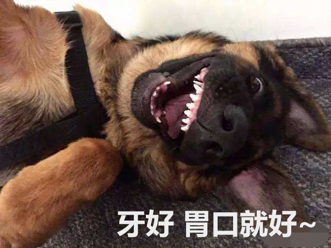 小德牧卖萌撒娇,小德牧向主人撒娇抱抱