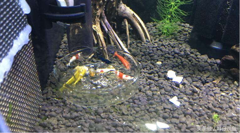 观赏虾观赏鱼,观赏鱼观赏虾