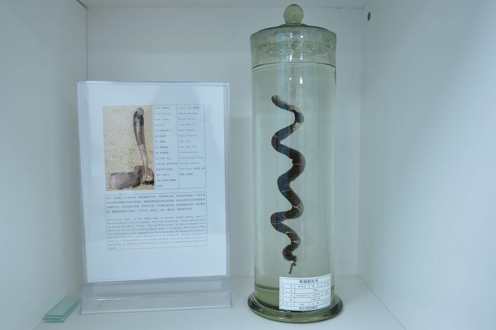 自己家的别墅里会有蛇吗,自家别墅花园有蛇什么原因