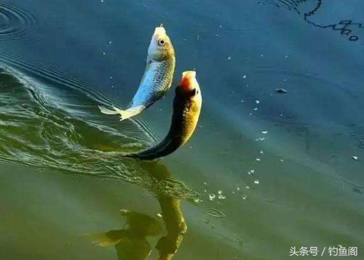 你知道臭底吗？钓位不行任凭饵料再好、钓技再高都钓不着鱼