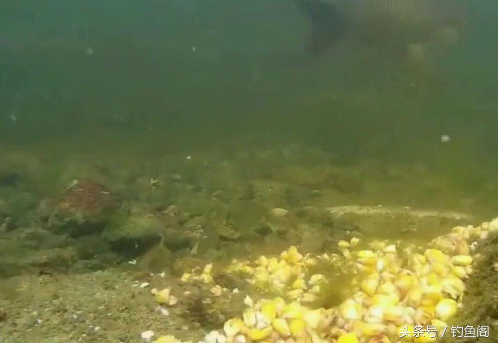 你知道臭底吗？钓位不行任凭饵料再好、钓技再高都钓不着鱼