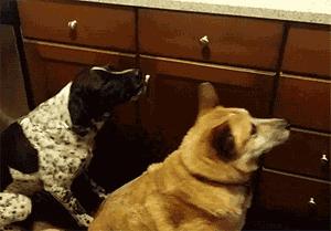 千万不要赌球搞笑版,千万不要赌球的危害