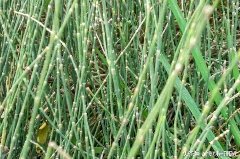 这种杂草不长叶子,拔出来还能插回去,能治牛皮癣,知道的人很少