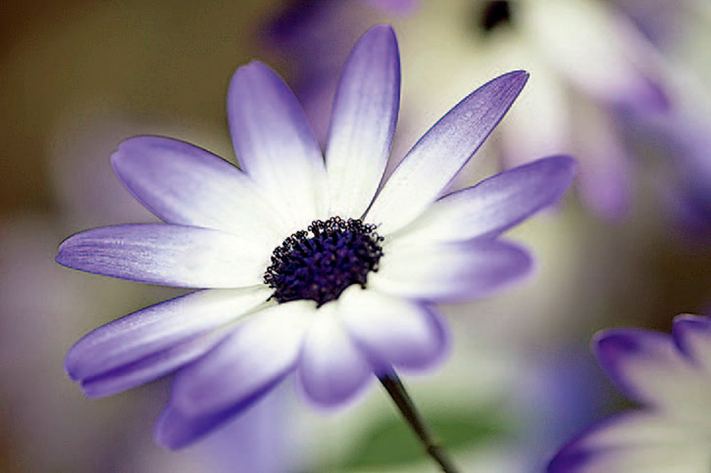 单反入门相机推荐,入门数码单反相机