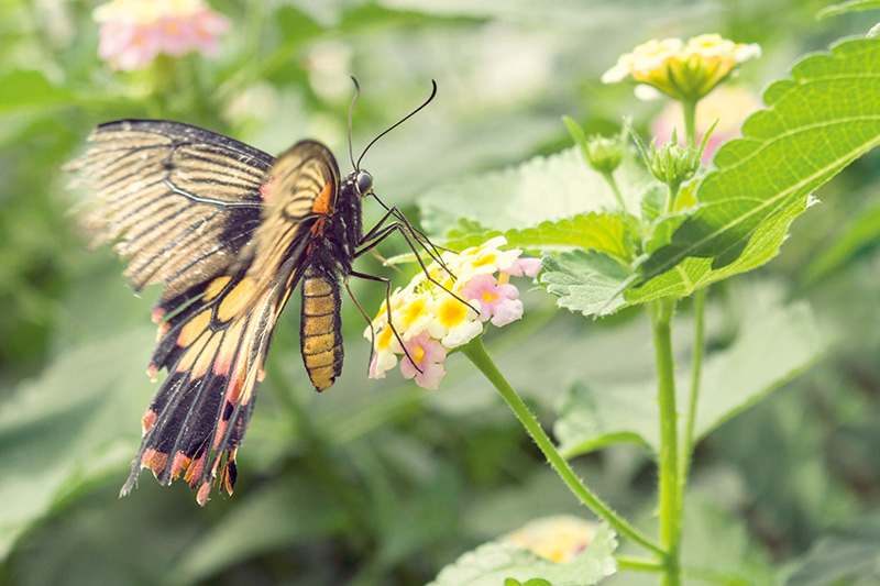 单反入门相机推荐,入门数码单反相机
