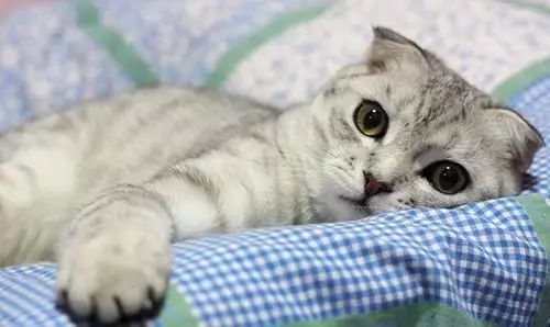 铲屎官喂猫技巧,喵星人铲屎官必备