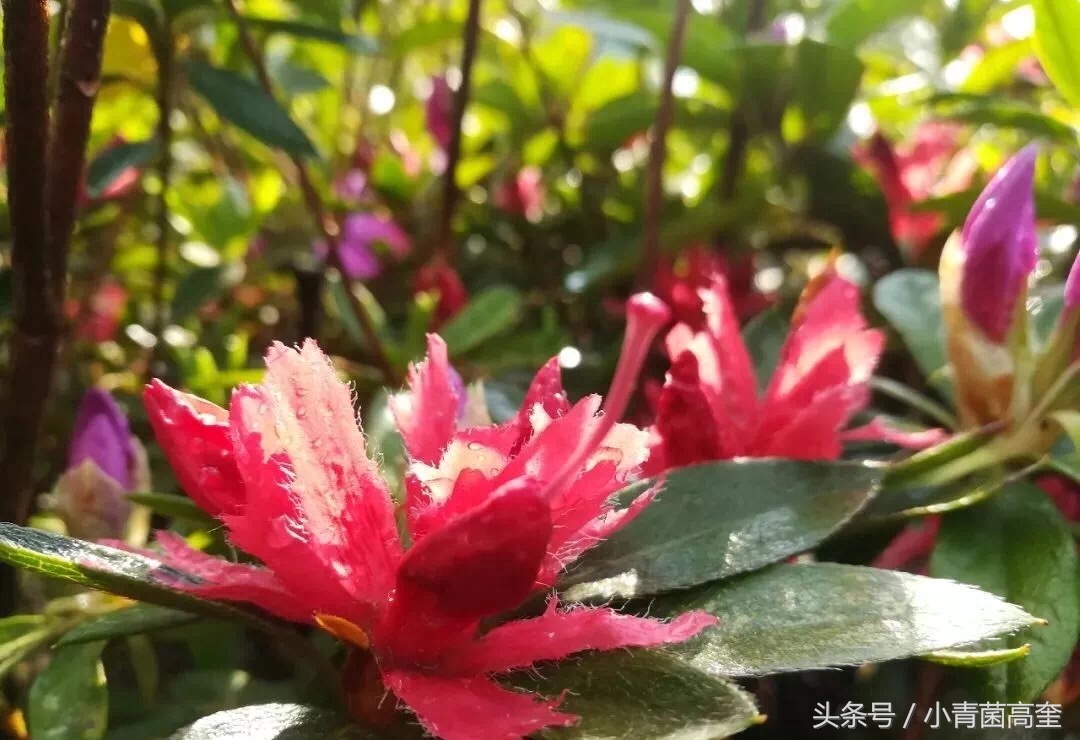 美丽的云南师范大学,美丽的云南曲靖