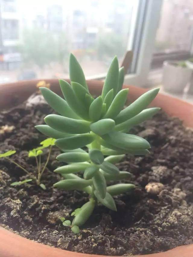 多肉植物叶子发软发蔫是怎么了,多肉叶片老是发软一浇水就徒长