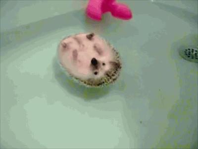 萌爆了！抖音同款蠢萌刺猬，赶紧入手一只撸撸撸！