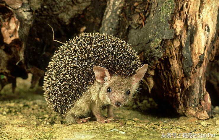 萌爆了！抖音同款蠢萌刺猬，赶紧入手一只撸撸撸！
