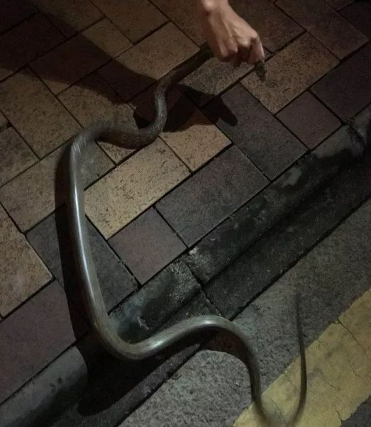 深圳一别墅区惊现蛇出没,南宁一小区捕捉3条蛇