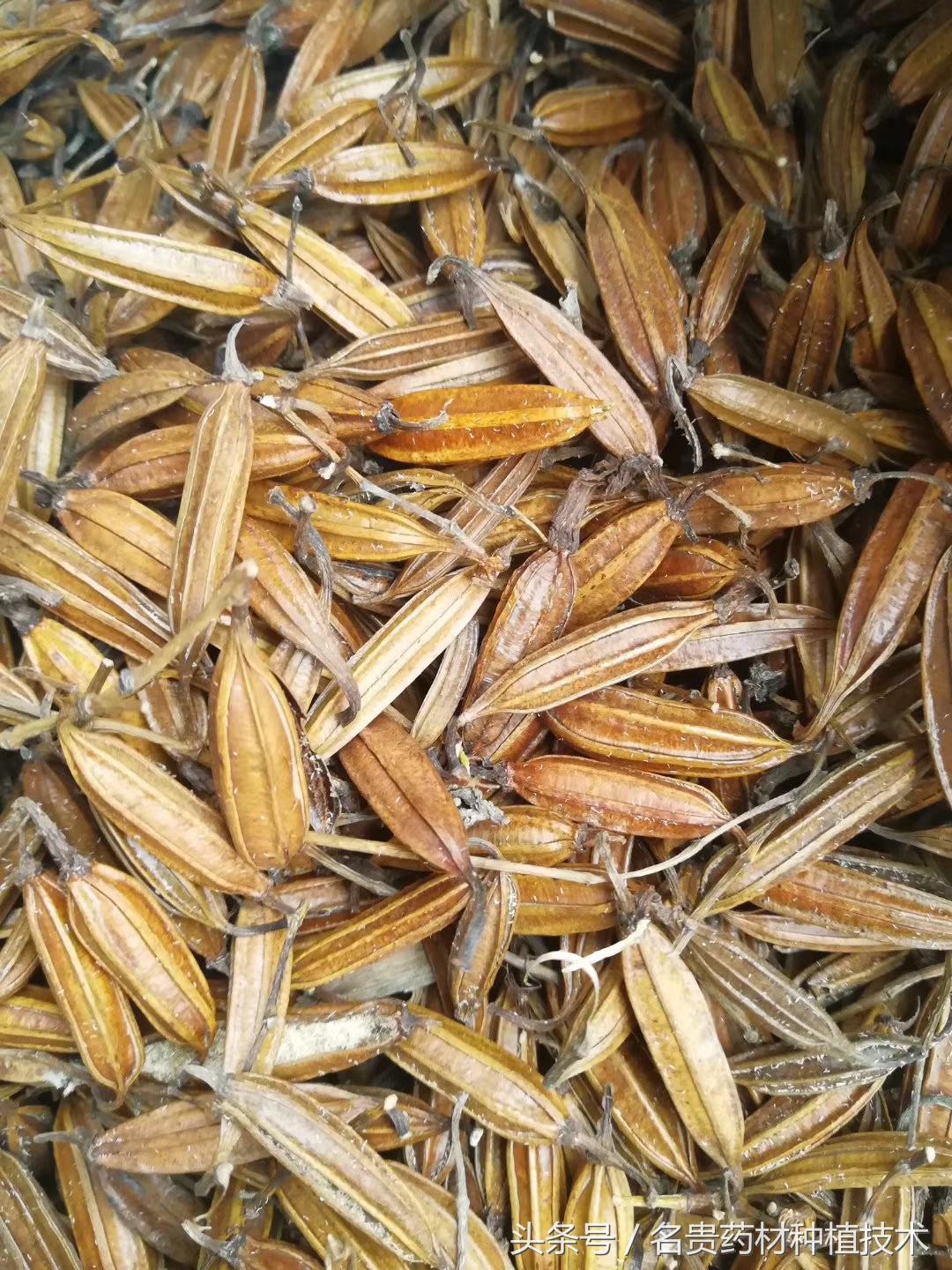 白芨种子育苗怎样用滑石粉处理,白芨育苗用什么营养液好呢