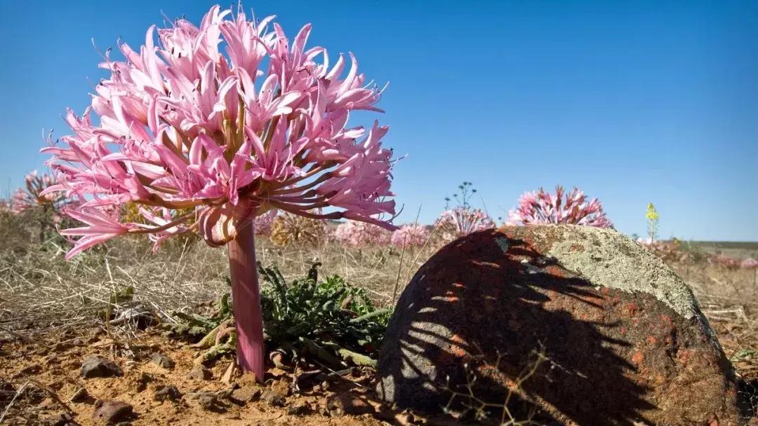 探索自然的纪录片推荐,七部神级自然纪录片你看过几部