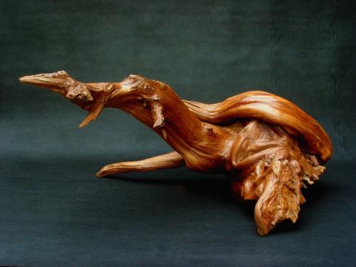 崖柏的正确小知识你知道哪些,崖柏需要注意事项