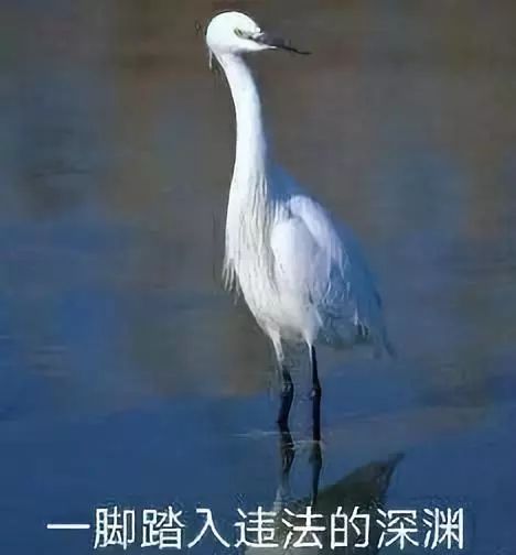 打完三针疫苗的拉布拉多,幼犬三针疫苗里面有没有细小疫苗