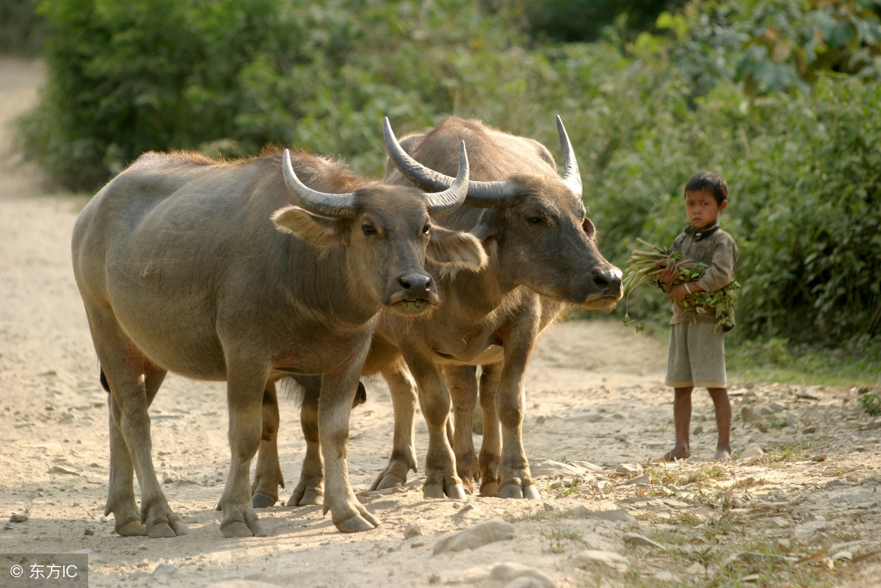 大金牛的未来3年,大金牛今年运势