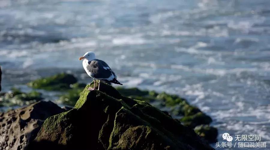 做亚马逊跨境电商蓝海有哪些,跨境电商创业哪家合适